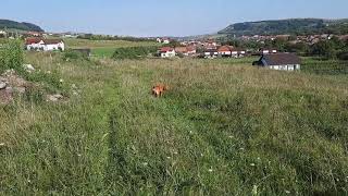 Vizsla pointing at pheasant [upl. by Ynos]