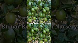 নার্সারির লেবুLemon [upl. by Dewey520]