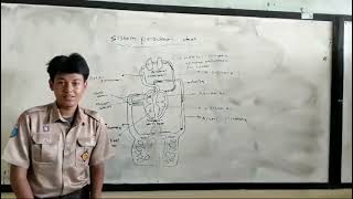 Ringkasan materi sistem peredaran darah dan sistem pencernaan biologi kelas XI [upl. by Calendra994]