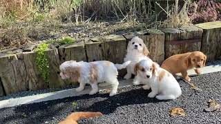 Cavachon Puppies [upl. by Romalda5]