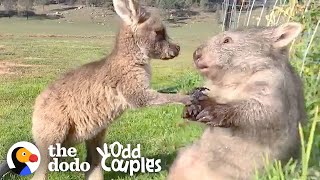 Wombat And Kangaroo Are Obsessed With Each Other  The Dodo Odd Couples [upl. by Corissa]