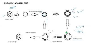 Lecture 6 Phage φX174 [upl. by Anialed]