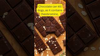 Chocolate can kill dogs youtubeshorts science facts factshorts shortvideos school [upl. by Yehc]