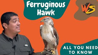 What You Need to Know About the Ferruginous Hawk [upl. by Paschasia]