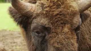 Bison transportation to the Southern Carpathians [upl. by Sakram570]