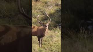 Fiordland was absolutely wild stag wapiti roar nz [upl. by Henley]