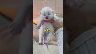 cat funny expression cat funny cute animals memes jellycat whitecat car2024 [upl. by Sigler]