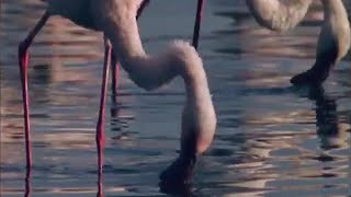 Flamingos Feeding on Lake Bogoria  BBC Studios [upl. by Antonina]