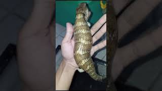 Panana blue tongue lizard very beautiful color [upl. by Atiuqet]