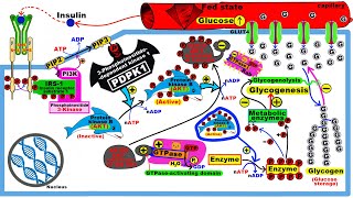 Insulin Transduction Pathway [upl. by Hakkeber]