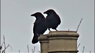 Male Crow Grooming Female Crow During Courtship Season  Mated Crow Pair 🥰  Balcony Bird Table [upl. by Junno]