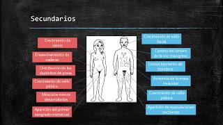 Caracteres sexuales primarios y secundarios [upl. by Ahsatsana]