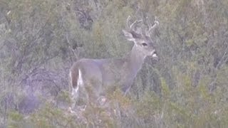 Coues Whitetailed Deer Buck near the San Pedro River in Cochise County Arizona Sept 2013 [upl. by Ueik]