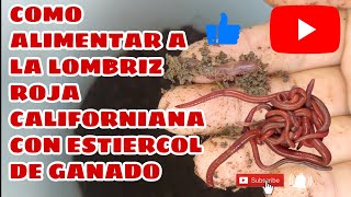 COMO ALIMENTAR A LA LOMBRIZ ROJA CALIFORNIANA CON ESTIERCOL DE GANADO 🐛🐂 [upl. by Brote]