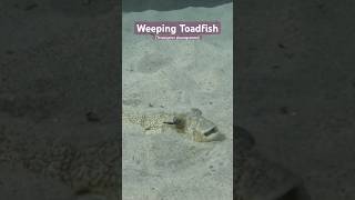 Toxic Weeping Toadfish bury themselves in the sand  shorts nature ocean fish toxic [upl. by Abner387]