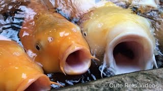 Funny fishes with big mouth Japanese Koi [upl. by Akemahc]