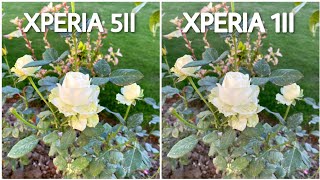 Sony Xperia 5 II Vs Sony Xperia 1 II Camera Comparsion [upl. by Nnayelsel]