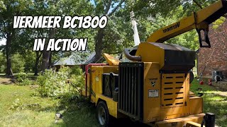 Vermeer Tree Chipper BC1800 In Action [upl. by Brandais329]