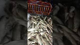 Zafar Bhatti vlogs official is live Gulshan Hadids Fish Market [upl. by Trilbie]