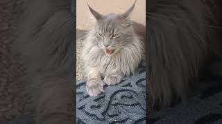 Maine coon cat overheating shorts cat catpanting [upl. by Justinn602]