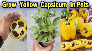 Easiest Method To Grow Yellow Capsicum  Bell Peppers In Pot  Yellow Pepper Seedling Method [upl. by Lebna]