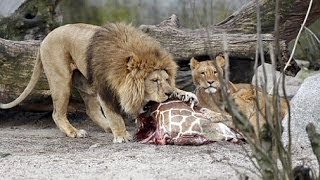 GRAPHIC  Giraffe Marius slaughtered in Copenhagen Zoo fed to lions [upl. by Neyut974]