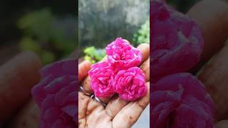 Rose flowers🌹🌹 song music love movie lifeofbhavani [upl. by Maris831]