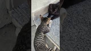 black kitten not having it shorts cats kitten [upl. by Barbee728]