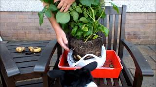 HGV How to grow potatoes in shopping bags for an extended harvest Start to Finish [upl. by Acceber]