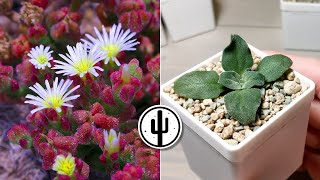 🌱 Mesembryanthemum crystallinum Growth and Repotting of Seedlings [upl. by Aland]