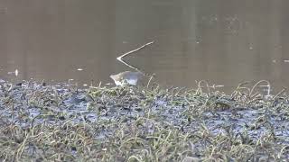 Green Sandpiper  Lochore Meadows CP  Fife  12112024 [upl. by Damicke]