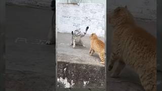 Cat vs cat so funnydogshorts funny funnypetschannel shortsviral funnypetslife cat pets [upl. by Wimsatt214]