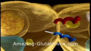 what is glutathione and what is maxgxl video [upl. by Ahsennod]