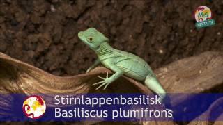 ReptilTV  Special  Tierschutz [upl. by Notsgnal]