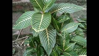 aphelandra plant growing and careing tips [upl. by Eenhat]