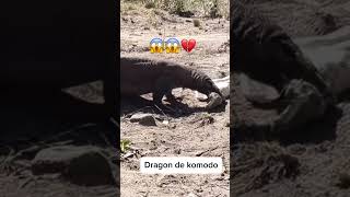 😶Dragon de komodo😶 wildlife monitorlizard reptiles [upl. by Ormsby]