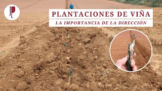 Plantaciones de viña La importancia de la dirección [upl. by Teragram464]