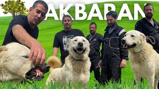 AK AYI  AKBARAN  AKBAŞ ÇOBAN KÖPEĞİ akbaş animals goat dog kangal belgesel BirolBasyigit [upl. by Marcos]