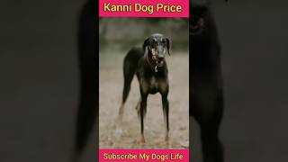 Kanni Dog Price shorts doglover kannidog [upl. by Delmore]