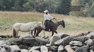 Over 20 horses saved after being trapped in Black Mountain [upl. by Elayne]