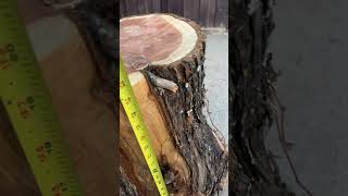 Beautiful cedar stump cedarwood woodworking [upl. by Yeh622]