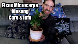 Ficus Microcarpa quotGinsengquot Care amp Info [upl. by Tamis]