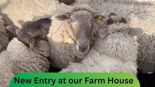 Back suffolk sheepssuffolk sheep sheepfarm farmer farm farmlove videoviral viralvideo viral [upl. by Lorena]