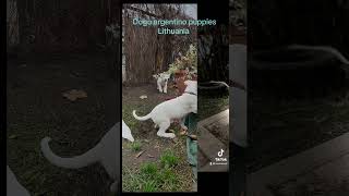 Dogo argentino puppies Lithuania puppy dogoargentinopuppies dogoargentinadogs [upl. by Wessling]