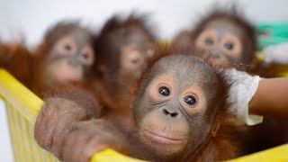 Baby Orangutan Bedtime at the BOS Nyaru Menteng Baby House [upl. by Burke927]