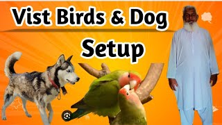 Vizt Birds amp Dog setup Haq Aviary moonali moonbirds birds [upl. by Selrac]