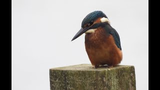 Kingfisher at Dinton Pastures Aug 2024 [upl. by Clapp]