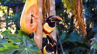 CHESTNUTEARED ARACARI couple PTEROGLOSSUS CASTANOTIS ARAÇARICASTANHO Free birds in nature [upl. by Aleicarg115]