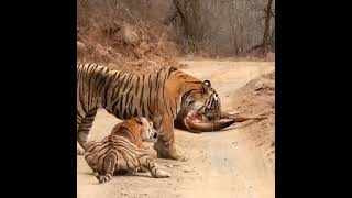 Two hungry tigers fighting for food at Chandrapur forest 🐅 tiger wildtiger nature keepsaport [upl. by Dnama]