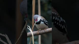 Diamond Firetail bird birds natureandbirdssoundsrelaxingmusic nature beautifulbirds [upl. by Kaela]